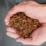 Can You Eat Crickets? All You Need to Know